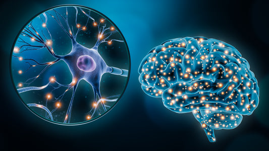 How can Neurons Change Over Time? A Closer Look at What Happens in the Ageing Human Brain.